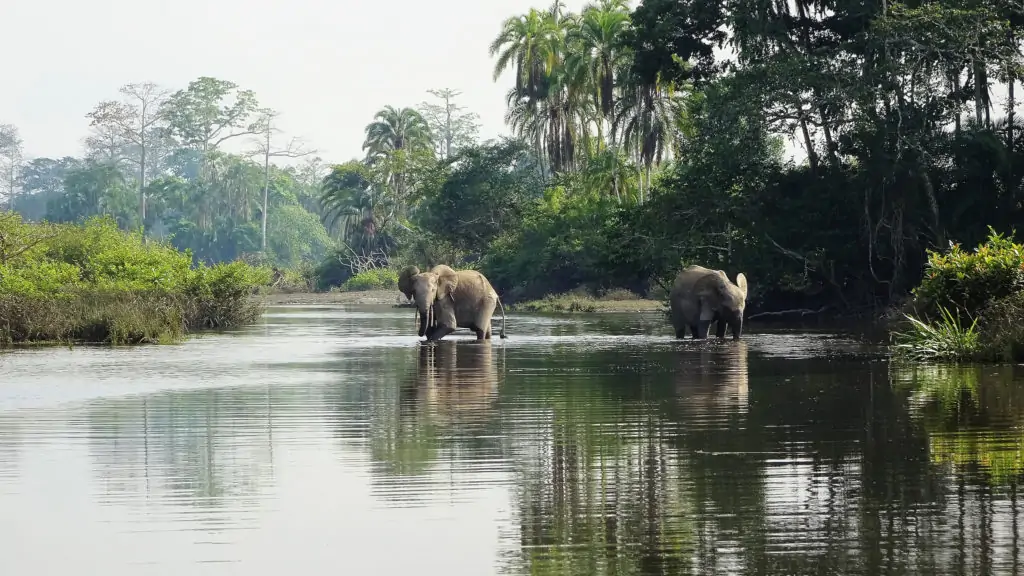 Lara Naves Alegre african forest elephants