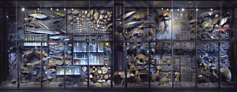 naturkunde museum berlin david kamp studiokamp ar sound birdsong nature sounds keepbig header